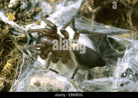 Drassodes lapidosus (Drassodes lapidosus), female with cocoon Stock Photo