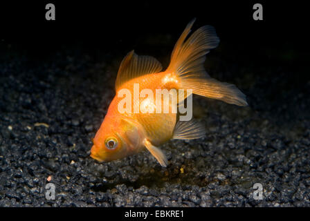 Goldfish, Common carp (Carassius auratus), breeding form red veiltail Ryukin Stock Photo