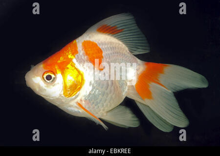 goldfish, common carp (Carassius auratus), breed Ryukin red-white Stock Photo
