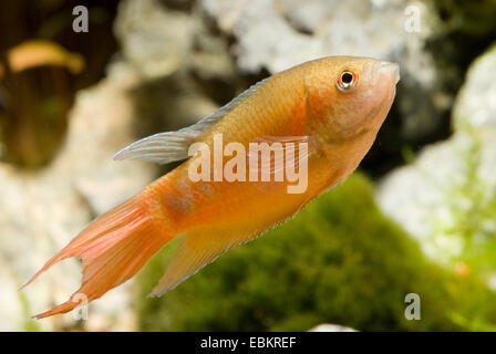Red paradise fish (Macropodus opercularis), breed form red Stock Photo