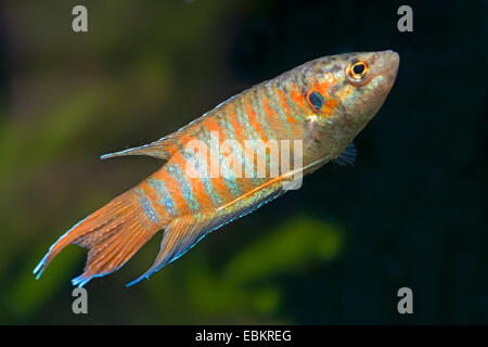 Paradise fish (Macropodus opercularis), full length portrait Stock Photo