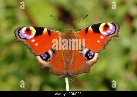 peacock moth, peacock (Inachis io, Nymphalis io), sitting on a sprout, Germany Stock Photo