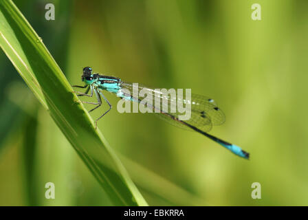 common ischnura, blue-tailed damselfly (Ischnura elegans), sitting at grass, Germany Stock Photo