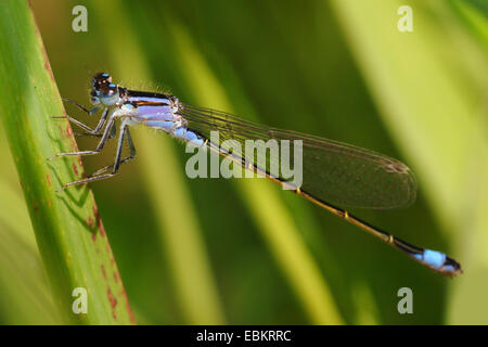 common ischnura, blue-tailed damselfly (Ischnura elegans), sitting at grass, Germany Stock Photo