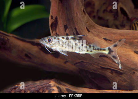 Polka-dot catfish, Angelicus pimelodus, Spotted pimelodella (Pimelodus pictus), swimming Stock Photo