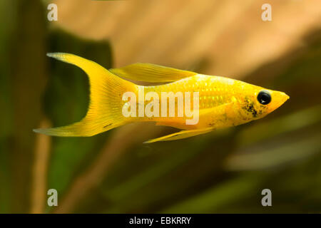 Sailfin molly, Marbeled Molly (Mollienesia latipinna, Poecilia latipinna), swimming Stock Photo