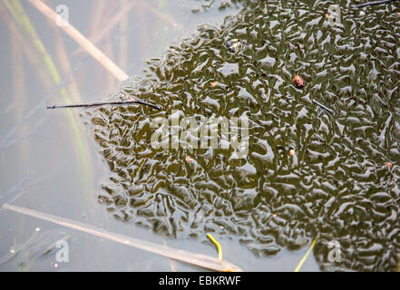 black ice on lake Prestvannet, Norway, Troms, Tromsoe Stock Photo