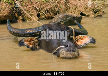 Asian water buffalo, wild water buffalo, carabao (Bubalus bubalis, Bubalus arnee), leashed idividual bathing in a water hole, Vietnam Stock Photo