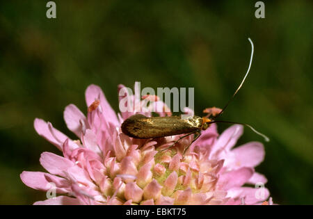 Brassy long-horn (Nemophora metallica), on a flower of Scabiosa, Germany Stock Photo