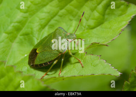 green shield bug, common green shield bug (Palomena prasina), sitting on a leaf, Germany Stock Photo