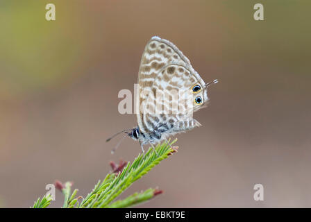 Lang's short-tailed blue (Leptotes pirithous), on a twig, France, Corsica Stock Photo