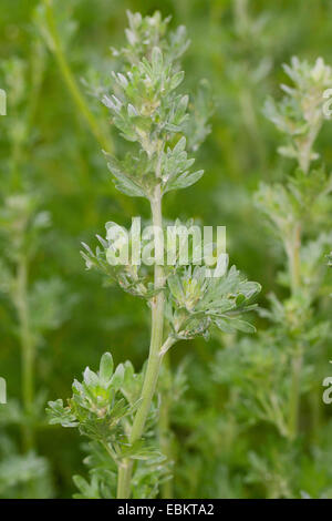 common wormwood, absinth wormwood, absinth sagewort (Artemisia absinthium), leaves, Germany Stock Photo