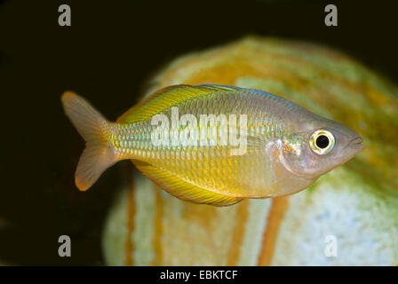 Lake Tebera Rainbowfish (Melanotaenia herbertaxelrodi), full length portrait Stock Photo