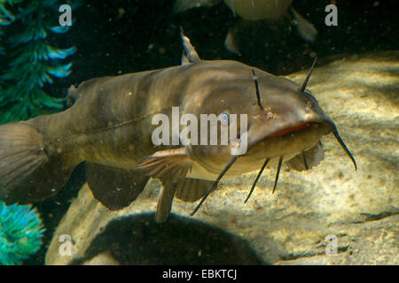brown bullhead, speckled catfish, horned pout, American catfish (Ameiurus nebulosus, Ictalurus nebulosus), aquarium fish Stock Photo