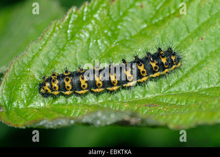 emperor moth (Saturnia pavonia, Eudia pavonia), caterpillar on a leaf, Germany Stock Photo