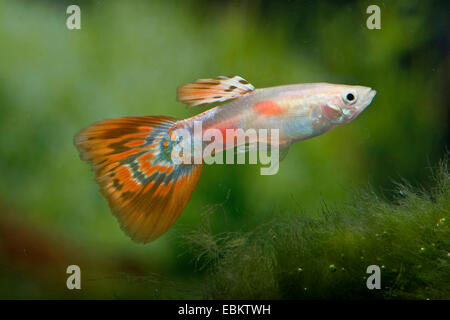 Poecilia reticulata PIGEON BLOOD,Guppy,Guppy Stock Photo - Alamy