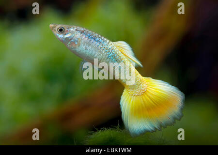 guppy (Poecilia reticulata, Lebistes reticulatus, Lebistes reticulata), breed form Neon Green Stock Photo