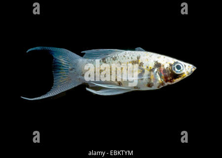 Mexican Molly, Marbled molly, Liberty Molly (Poecilia sphenops, Mollienesia sphenops), breed Lyra Dalmatiner Stock Photo