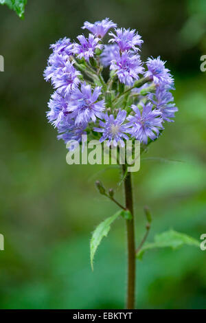 Mountain Sow Thistle, Alpine Blue-sow-thistle (Cicerbita alpina, Lactuca alpina, Mulgedium alpinum), inflorescence, Switzerland Stock Photo