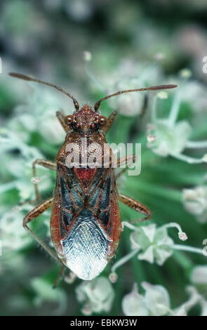 Scentless plant bug, Rhopalid bug  (Rhopalus parumpunctatus), on inflorescence, Germany Stock Photo