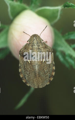 Shield-back bug (Eurygaster maura), on a flower, Germany Stock Photo