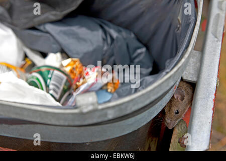 Brown rat, Common brown rat, Norway rat, Common rat (Rattus norvegicus), looking for food in an open waste bin, Denmark, Jylland Stock Photo