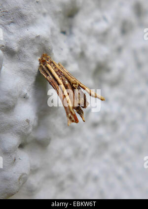 Bagworm (Psyche spec.), caterpillar in its case, Germany, North Rhine-Westphalia Stock Photo