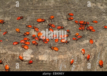 firebug (Pyrrhocoris apterus), many fire bugs on a tree snag, Germany Stock Photo