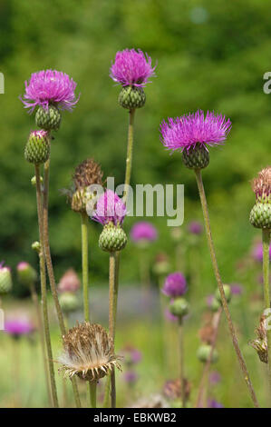 Queen Anne's thistle (Cirsium canum), blooming, Germany Stock Photo