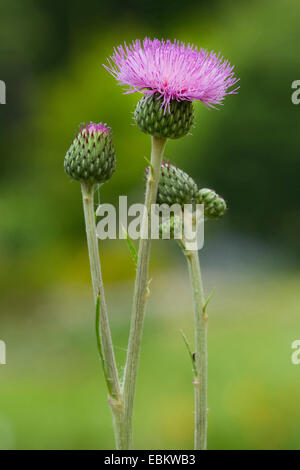Queen Anne's thistle (Cirsium canum), blooming, Germany Stock Photo