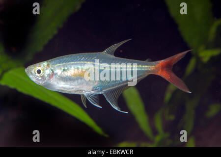 Glass bloodfin, Redfin glass-Tetra (Prionobrama filigera), full length portrait Stock Photo