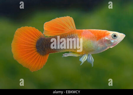 guppy (Poecilia reticulata, Lebistes reticulatus, Lebistes reticulata), breed form Tuxedo Blonde Red Stock Photo