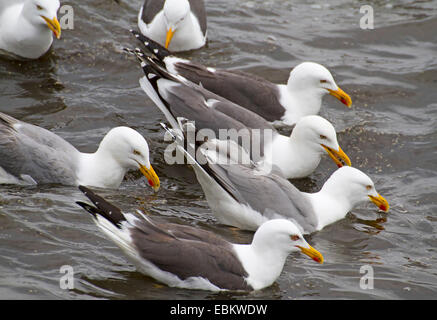 herring gull (Larus argentatus), herring gulls and lesser black-backed gulls swimming together, Europe, Germany, Schleswig-Holstein, Heligoland Stock Photo