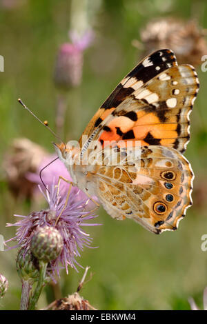 painted lady, thistle (Cynthia cardui, Vanessa cardui), sucking nectar from a thistle, Germany Stock Photo