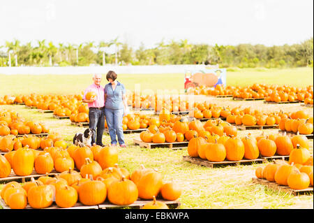 USA, Florida, Jupiter, Portrait of couple standing in pumpkin patch Stock Photo