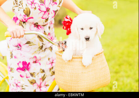 Mid-section shot of woman wearing dress driving bicycle with white puppy sitting in basket Stock Photo