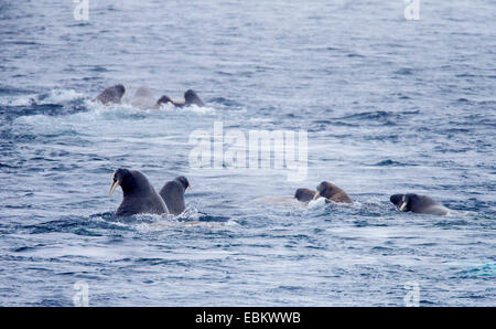 walrus (Odobenus rosmarus), group in water, Norway, Svalbard, Svalbard Inseln, Sju°yane