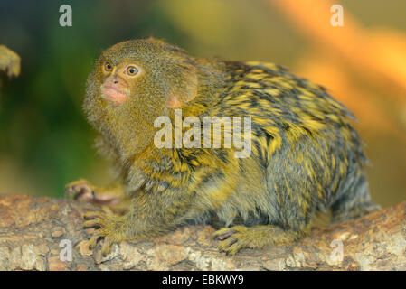 Pygmy marmoset (Cebuella pygmaea, Callithrix pygmaea), sitting on a branch Stock Photo