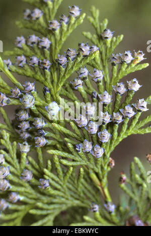 Japanese Thuja (Thuja standishii), branch with young cones Stock Photo