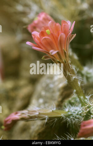 hedgehog cactus (Echinocereus scheerii), flower Stock Photo