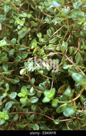 wild thyme, breckland thyme, creeping thyme (Thymus serpyllum 'Coccineus', Thymus serpyllum Coccineus), sprouts Stock Photo