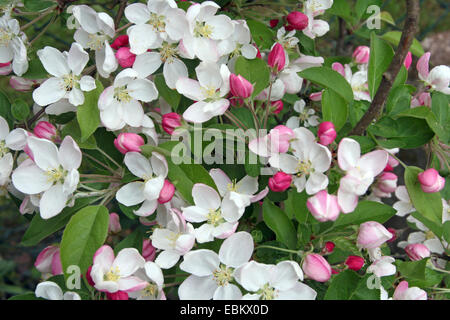 ornamental apple tree (Malus spec.), blooming Stock Photo