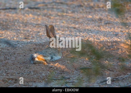 Desert Rabbit, Desert Cottontail Rabbit (Sylvilagus audubonii), lying in hollow, USA, Arizona, Phoenix Stock Photo