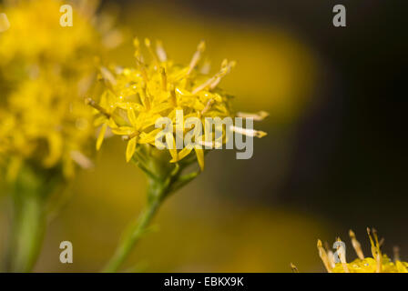 goldilocks aster (Aster linosyris), blooming, Germany Stock Photo