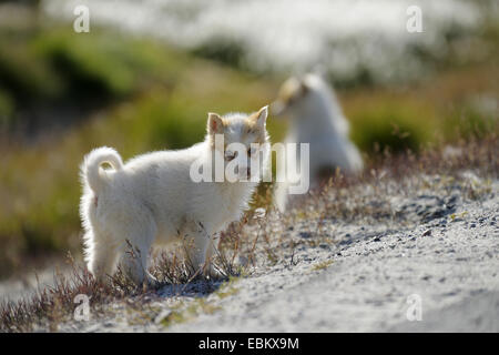 Greenland Husky, Greenland Dog (Canis lupus f. familiaris), puppy, Greenland, Ilulissat, Disko Bay Stock Photo