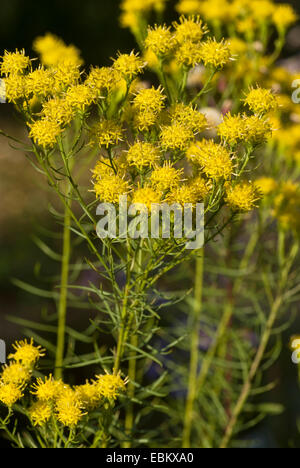 goldilocks aster (Aster linosyris), blooming, Germany Stock Photo