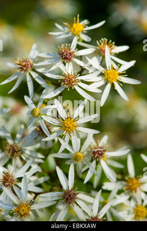 White Wood Aster (Aster divaricatus), blooming Stock Photo