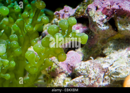 Grape Caulerpa Algae (Caulerpa racemosa), close-up view Stock Photo