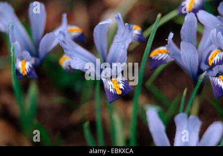 dwarf beardless iris (Iris reticulata 'Gordon', Iris reticulata Gordon), cultivar 'Gordon' Stock Photo