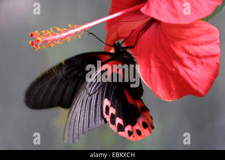 swallowtail (Papilio rumanzova), at hibiscus Stock Photo